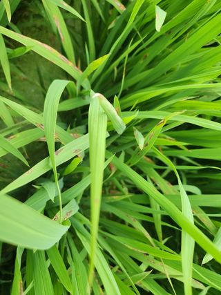 박정하님의 벼 · 영농일지 작성글 사진