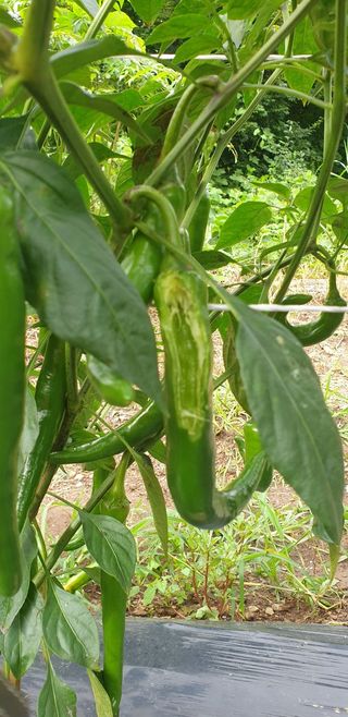 강래규님의 고추 · 병해충상담 작성글 사진