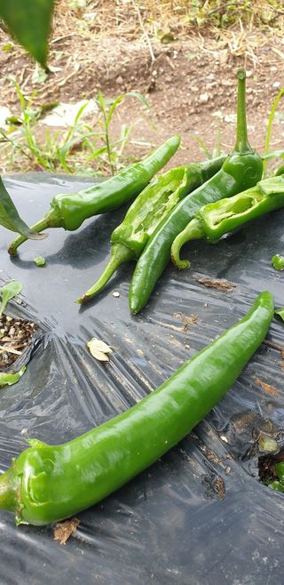 강래규님의 고추 · 병해충상담 작성글 사진