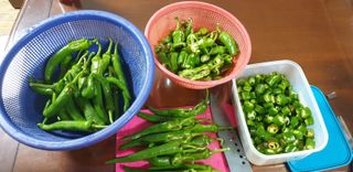 강래규님의 고추 · 병해충상담 작성글 사진