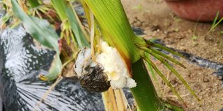 자연과하루님의 옥수수 · 영농일지 작성글 사진