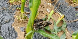 자연과하루님의 옥수수 · 영농일지 작성글 사진