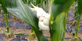 자연과하루님의 옥수수 · 영농일지 작성글 사진