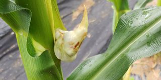 자연과하루님의 옥수수 · 영농일지 작성글 사진