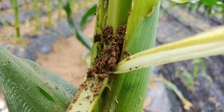 자연과하루님의 옥수수 · 영농일지 작성글 사진