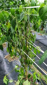 팜모닝 고추·병해충상담 게시글 이미지