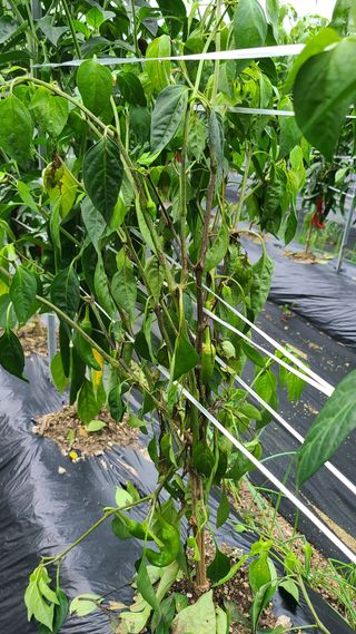 소백산농군님의 고추 · 병해충상담 작성글 사진