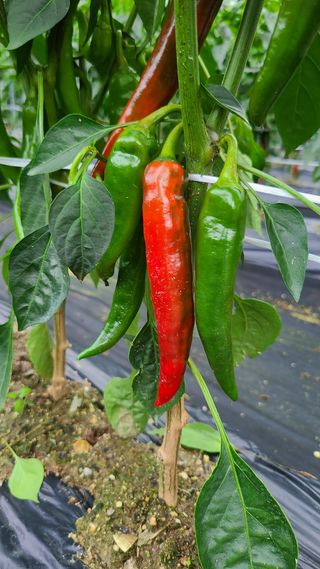 소백산농군님의 고추 · 병해충상담 작성글 사진