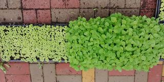 자연과하루님의 들깨 · 영농일지 작성글 사진