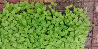 자연과하루님의 들깨 · 영농일지 작성글 사진