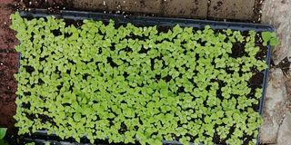 자연과하루님의 들깨 · 영농일지 작성글 사진