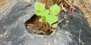 자연과하루님의 들깨 · 영농일지 작성글 사진