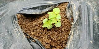 자연과하루님의 들깨 · 영농일지 작성글 사진