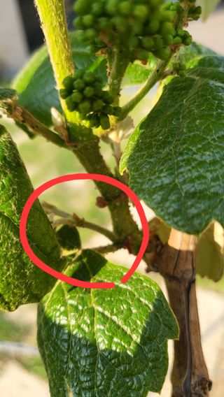 텃밭초심자님의 토마토 · 병해충상담 작성글 사진