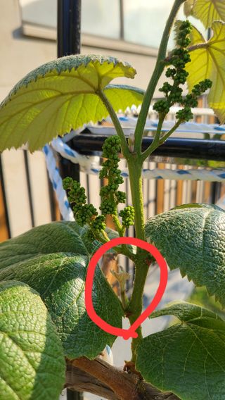 텃밭초심자님의 토마토 · 병해충상담 작성글 사진