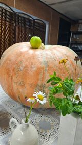 팜모닝 호박·자유게시판 게시글 이미지