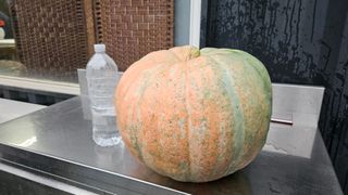 종철아님의 호박 · 자유게시판 작성글 사진