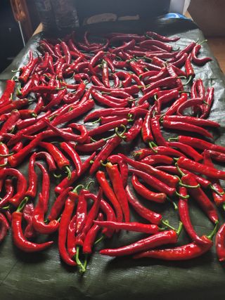 진용균님의 내 농사 경력 자랑하기 · 참여 작성글 사진