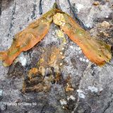 팜모닝 고추·비료•농약 게시글 이미지