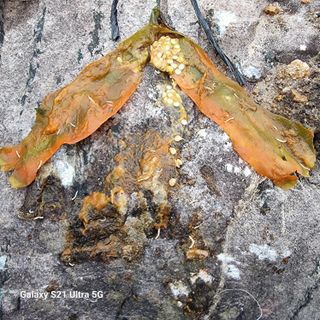 가야산자락한수덕님의 고추 · 비료•농약 작성글 사진