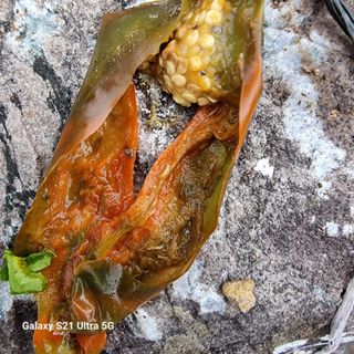 가야산자락한수덕님의 고추 · 비료•농약 작성글 사진