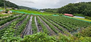 수여농장님의 고추 · 영농일지 작성글 사진