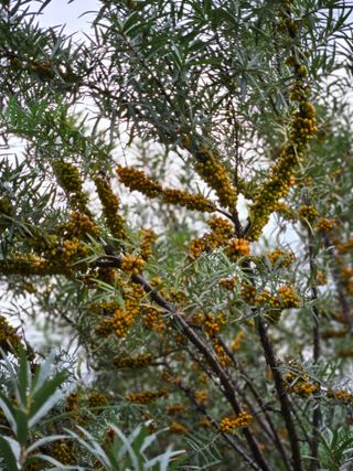 김시헌 님의 내 농사 경력 자랑하기 · 참여 작성글 사진