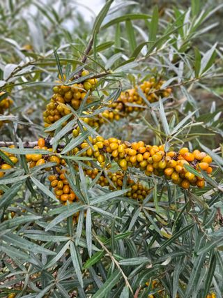 김시헌 님의 내 농사 경력 자랑하기 · 참여 작성글 사진