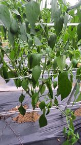 팜모닝 고추·병해충상담 게시글 이미지