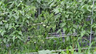 산막골농부님의 고추 · 병해충상담 작성글 사진