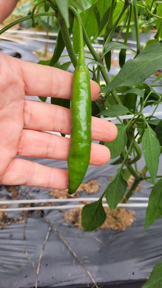 산막골농부님의 고추 · 병해충상담 작성글 사진