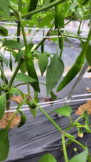 산막골농부님의 고추 · 병해충상담 작성글 사진