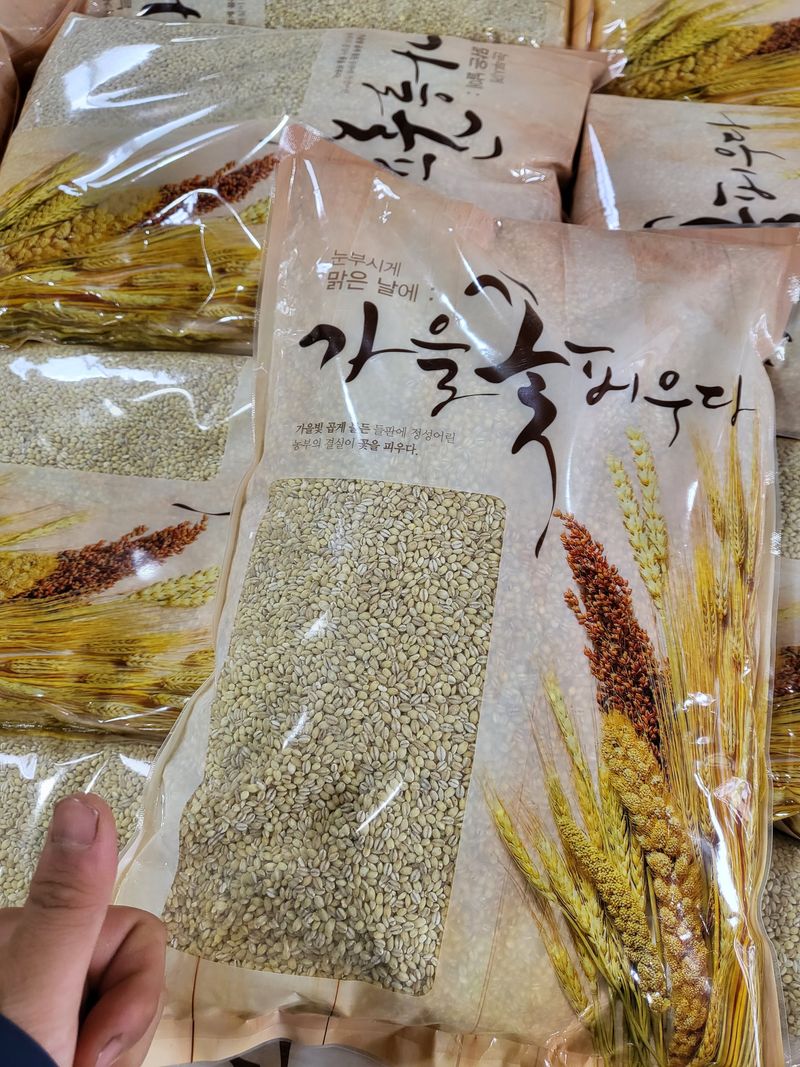 김영진(전남영광)님의 장터 판매 상품 [햇보리쌀 5kg 판매해요 ( 쌀보리 )] 첨부 사진