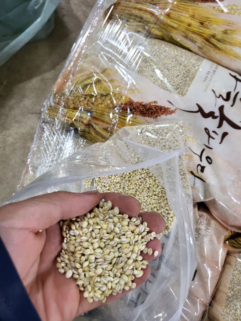 김영진(전남영광)님의 장터 판매 상품 [햇보리쌀 5kg 판매해요 ( 쌀보리 )] 첨부 사진