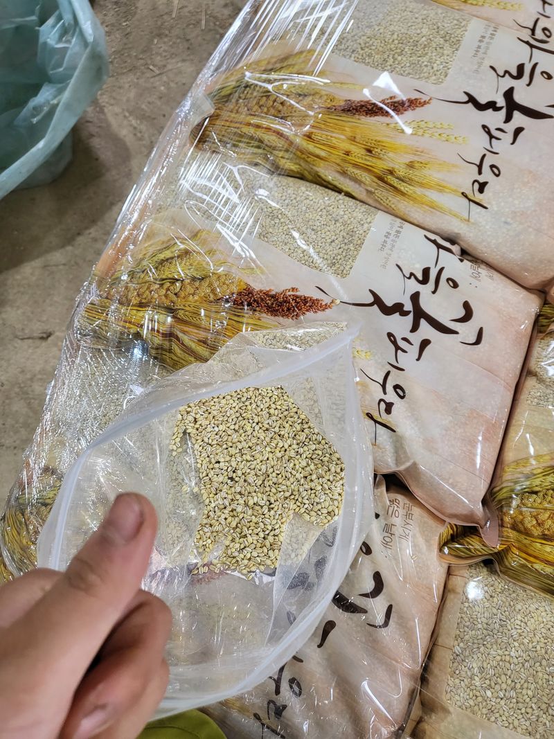 김영진(전남영광)님의 장터 판매 상품 [햇보리쌀 5kg 판매해요 ( 쌀보리 )] 첨부 사진