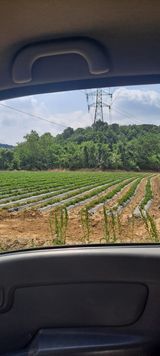 팜모닝 감자·병해충상담 게시글 이미지