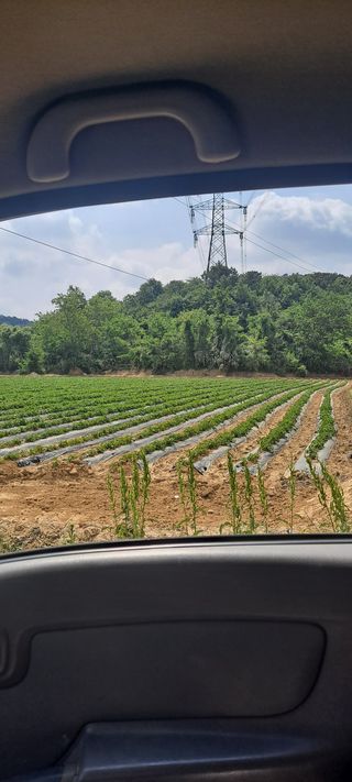 도도12님의 감자 · 병해충상담 작성글 사진
