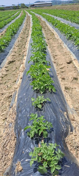 도도12님의 감자 · 병해충상담 작성글 사진