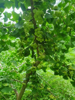 강릉농업귀신님의 내 농사 경력 자랑하기 · 참여 작성글 사진