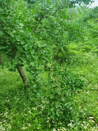 강릉농업귀신님의 내 농사 경력 자랑하기 · 참여 작성글 사진