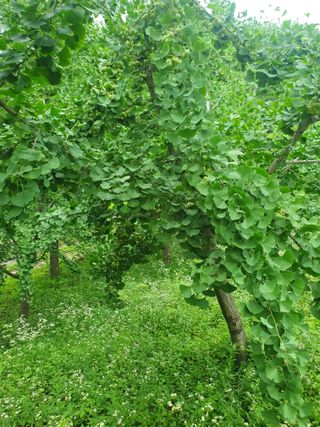 강릉농업귀신님의 내 농사 경력 자랑하기 · 참여 작성글 사진