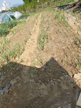 김민자님의 참깨 · 병해충상담 작성글 사진