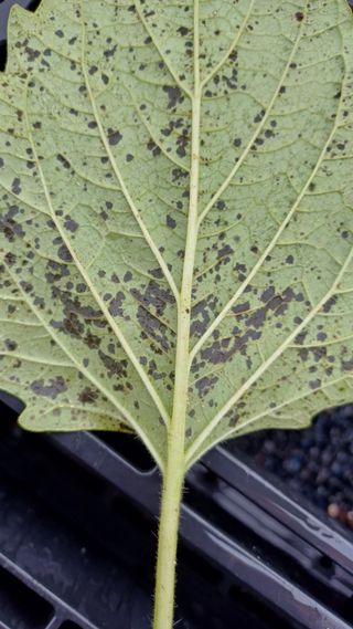 박순덕님의 참깨 · 병해충상담 작성글 사진