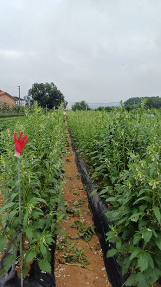 박순덕님의 참깨 · 병해충상담 작성글 사진