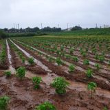 팜모닝 자유주제·자유게시판 게시글 이미지