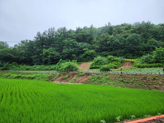 유상준님의 들깨 · 자유게시판 작성글 사진