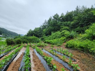 유상준님의 들깨 · 자유게시판 작성글 사진