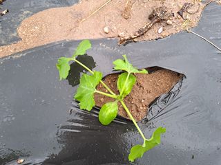 봉골농원님의 호박 · 영농일지 작성글 사진