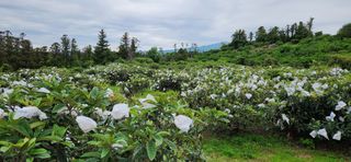 김병석님의 내 농사 경력 자랑하기 · 참여 작성글 사진