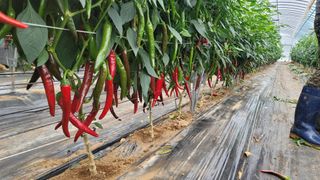 감농사및복합작물님의 고추 · 영농일지 작성글 사진